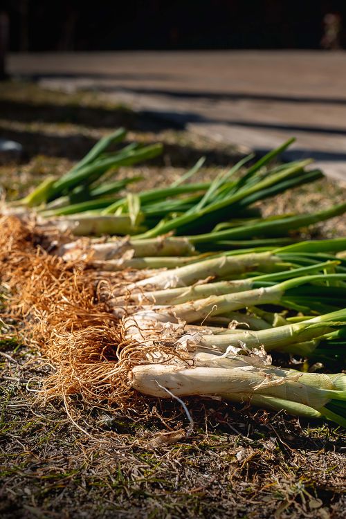 Free Close-up of freshly harvested green onions with roots exposed on the ground in daylight, featuring crisp greens and browns. Stock Photo