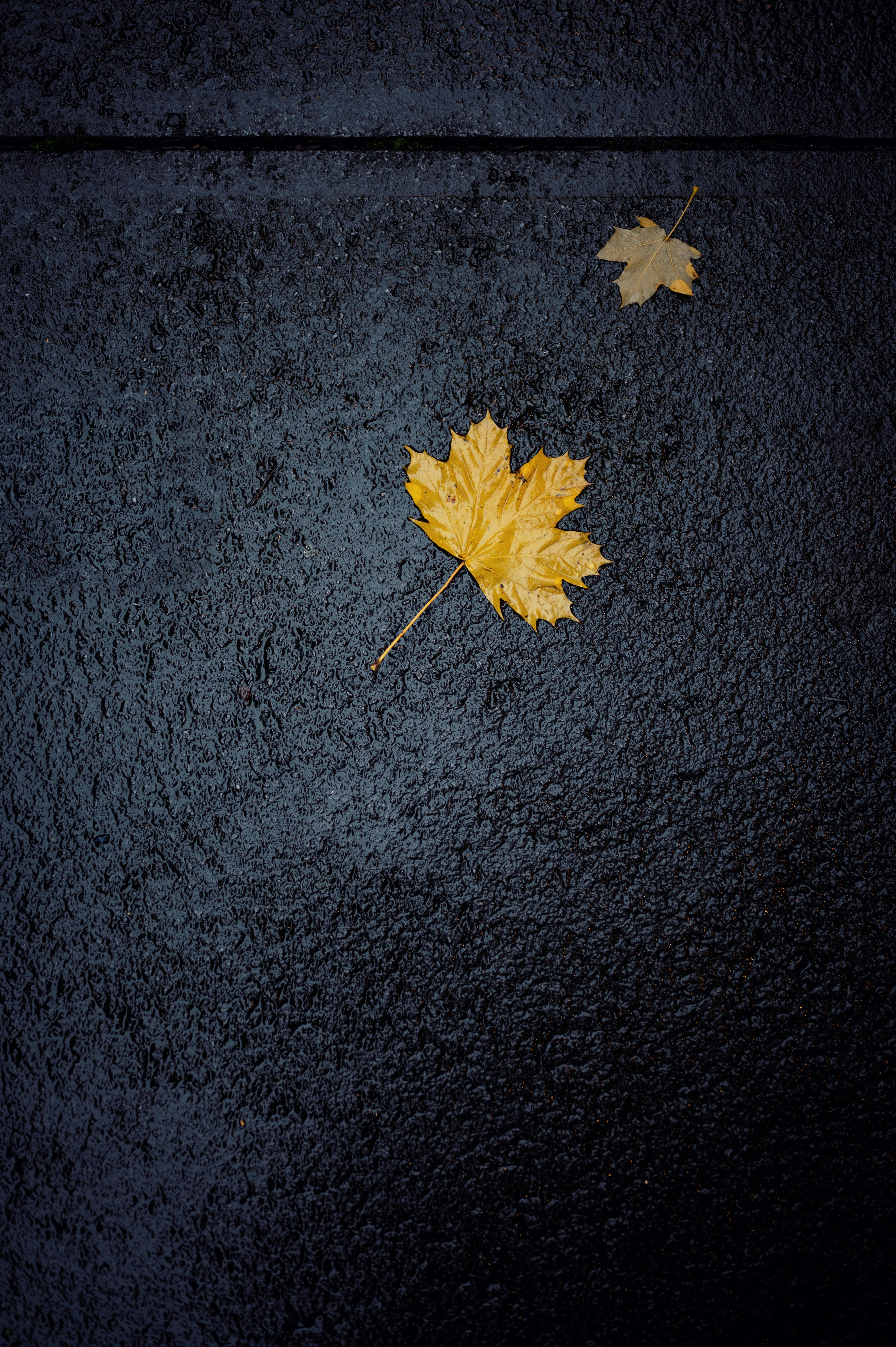 Yellow maple leaves rest on a wet pavement, evoking autumn serenity.