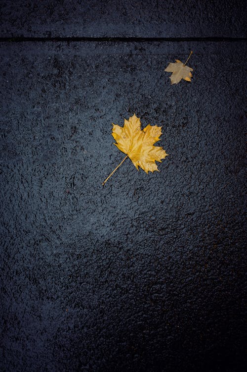 Fallen Maple Leaf on a Black Surface 