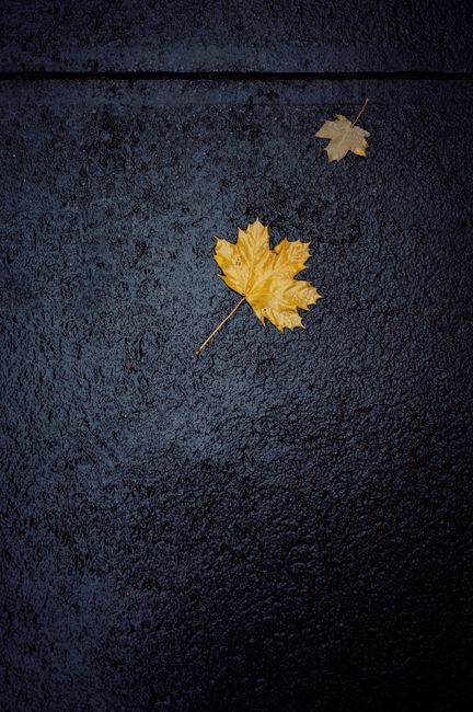 Yellow maple leaves rest on a wet pavement, evoking autumn serenity.