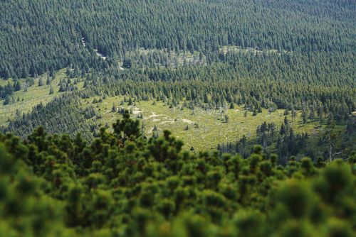 Free Aerial view of a lush evergreen forest with patches of open grassland. Stock Photo
