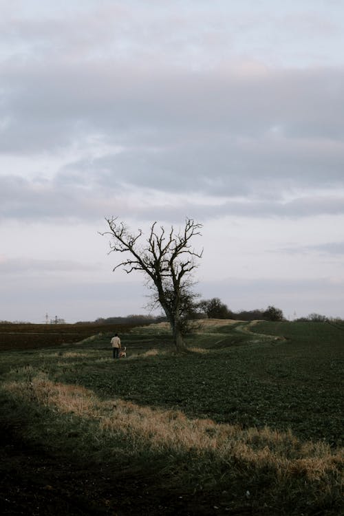 Free Landscape Photography of a Leafless Tree in the Countryside Stock Photo