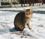 Brown Tabby Cat on Snow Covered Ground