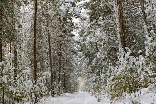 Green Trees on Snow Covered Ground