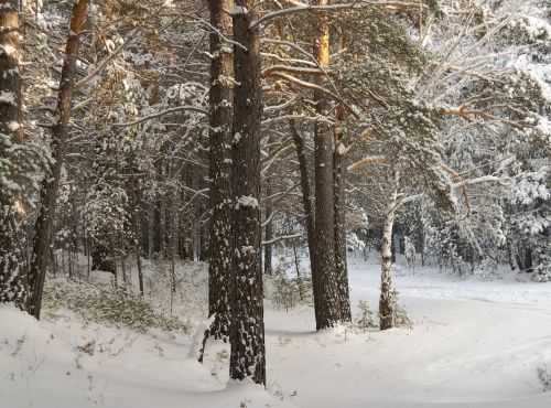 Free Tranquil forest landscape with snow-covered trees on a bright winter day. Stock Photo