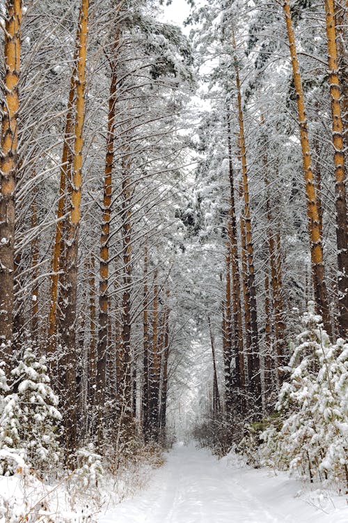 คลังภาพถ่ายฟรี ของ ชนบท, ต้นไม้มีหิมะปกคลุม, ธรรมชาติ