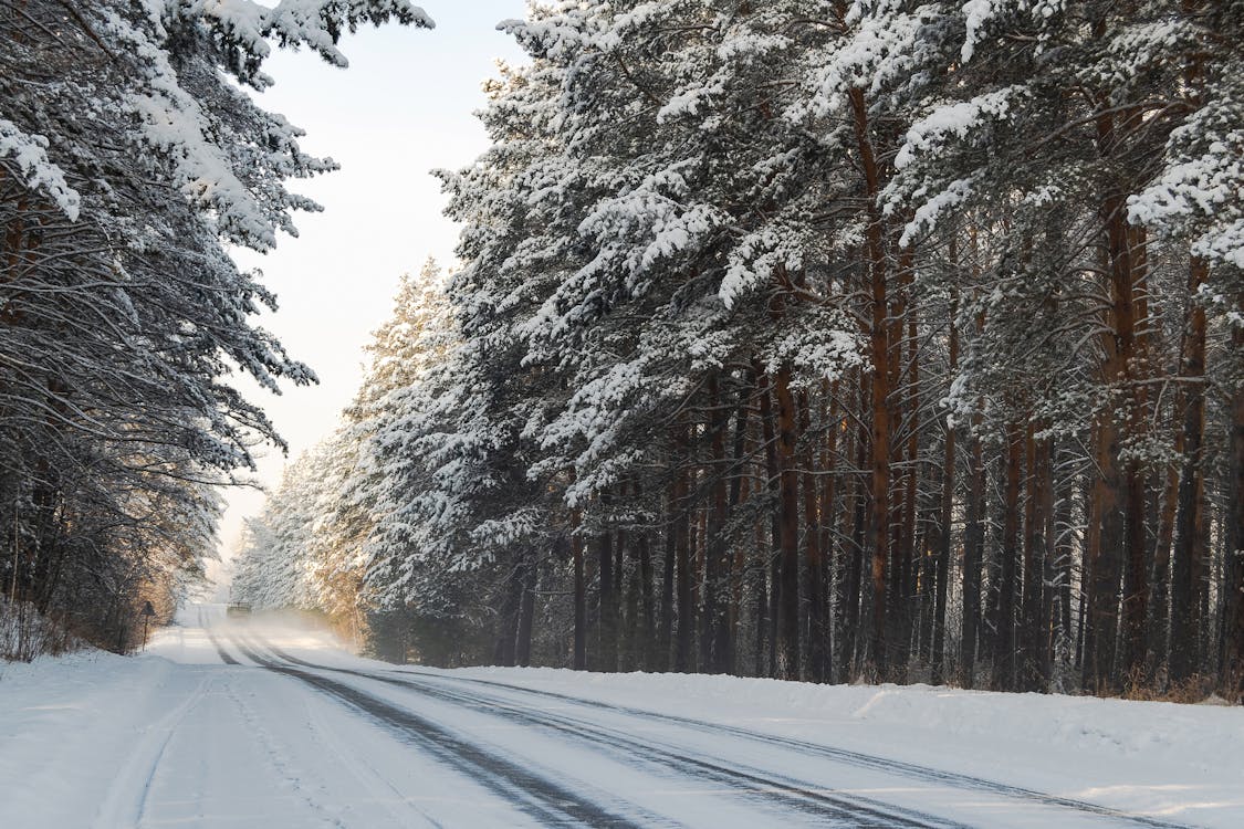 Foto profissional grátis de árvores cobertas de neve, campo, com frio
