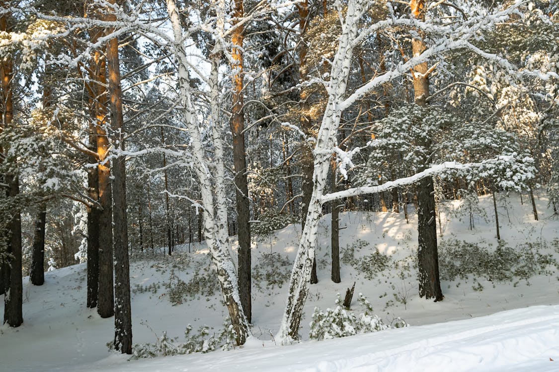 Gratis stockfoto met bladerloos, ijzig weer, kale bomen