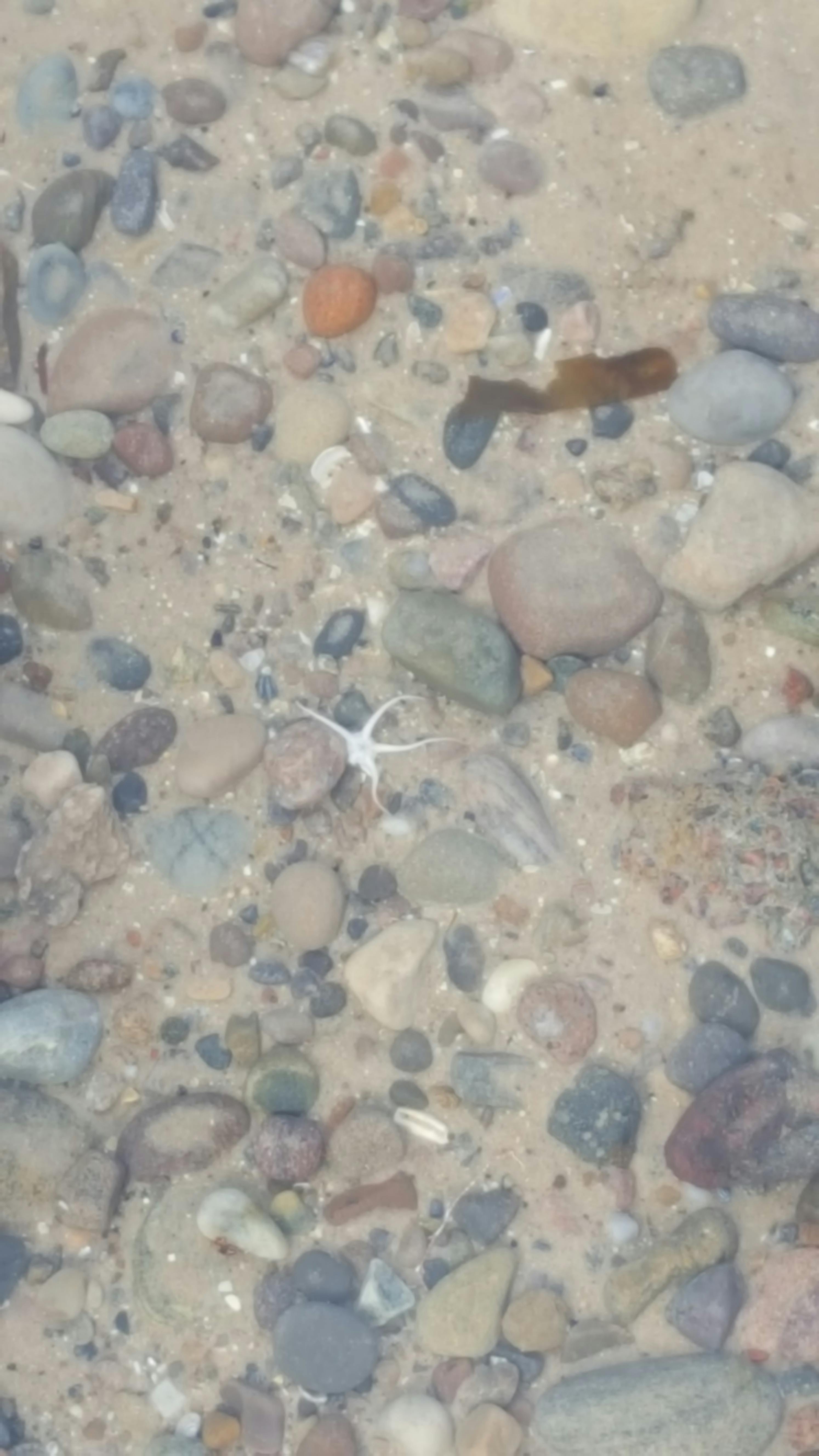 Foto Stok Gratis Tentang Bintang Laut Kolam Batu