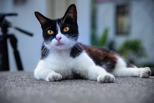 Gato Deitado No Chão