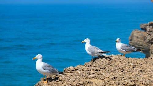 Seagulls on Brown Sand Near Body of Water