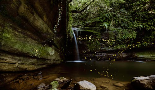 Free stock photo of firefly, waterfall