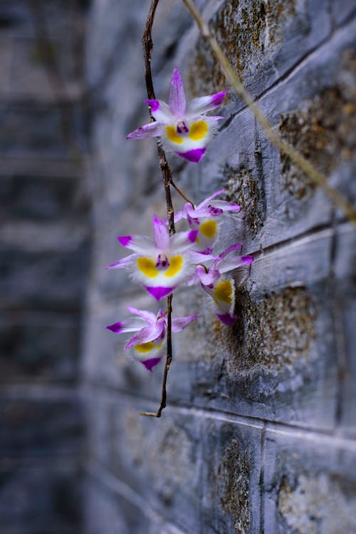 Free stock photo of orchids