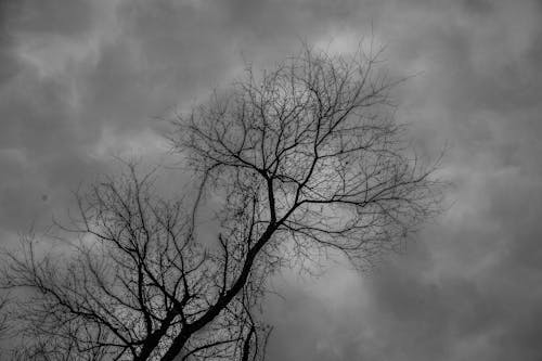 Imagine de stoc gratuită din alb-negru, arbore, iarnă