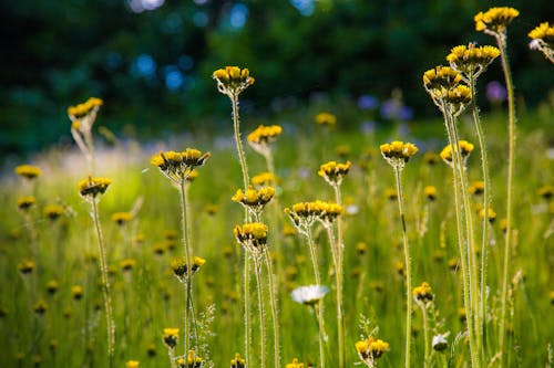 Imagine de stoc gratuită din flori, izvor de deal, perie de vopsea indiană