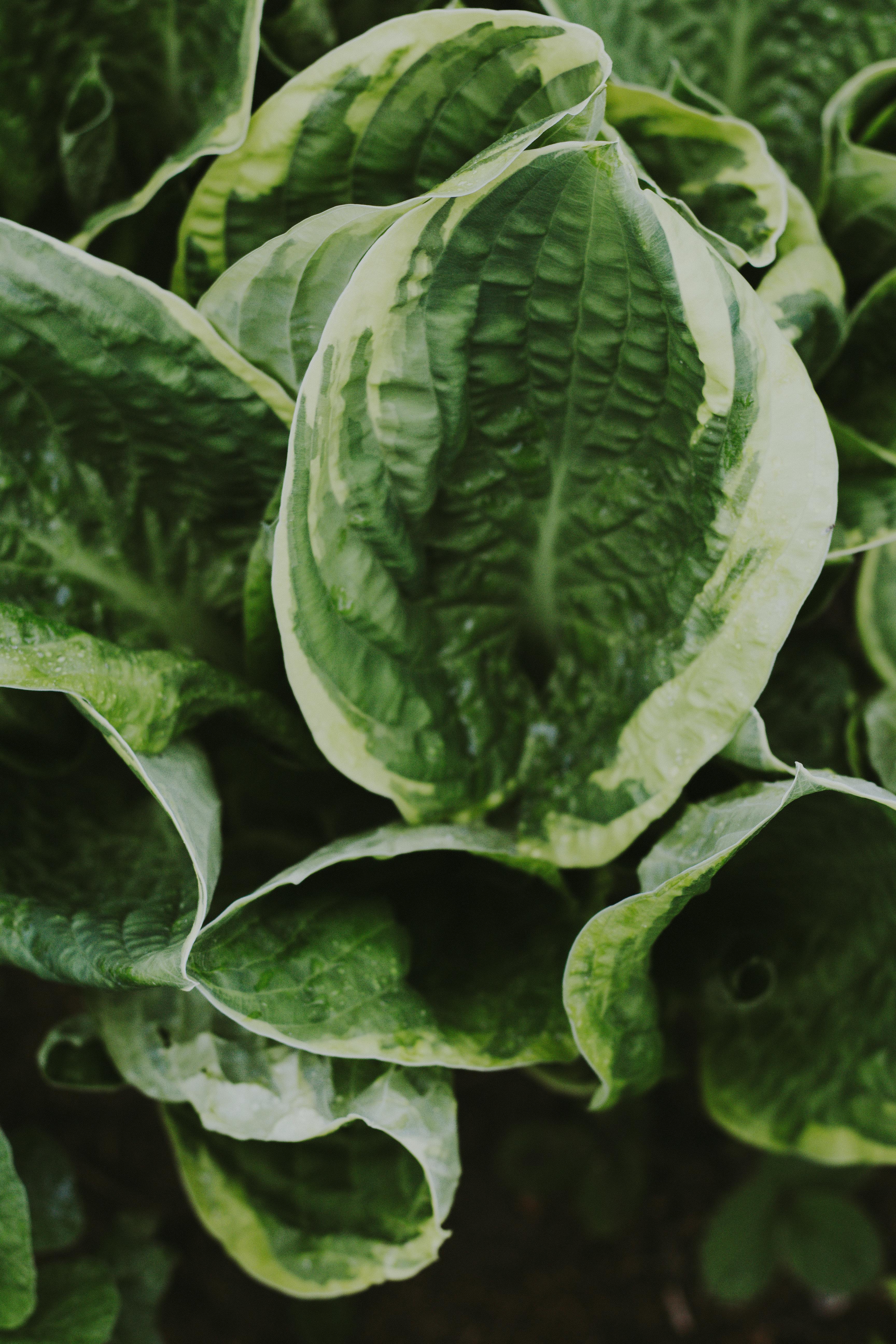 Green leaves - Privet / Ligustrum · Free Stock Photo - 3456 x 5184 jpeg 5840kB