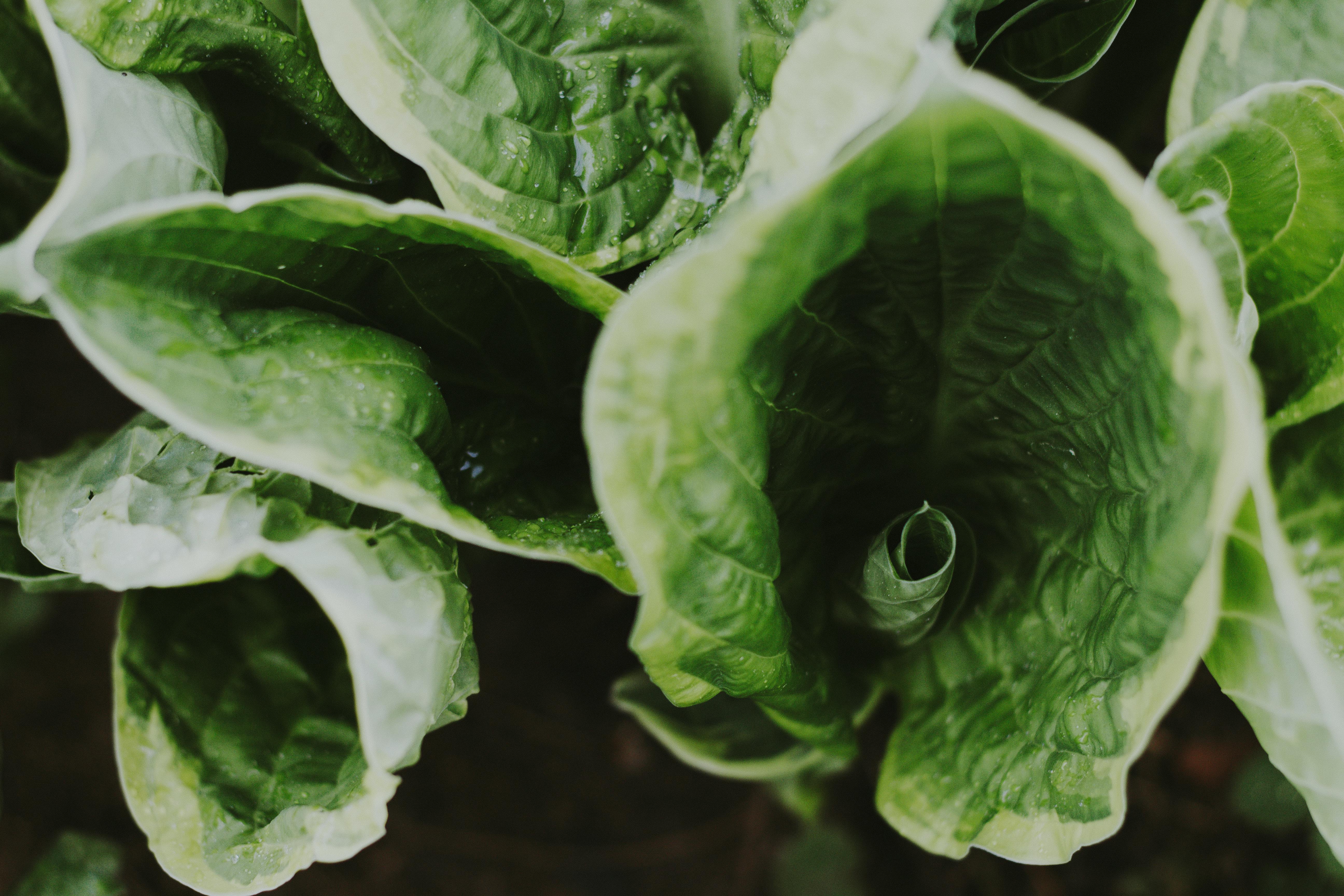 Leafy greens are packed with nutrients that support blood flow and sexual health. - natural male improvement foods