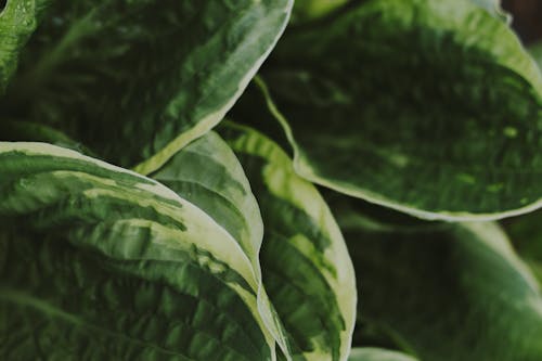 Green Leafed Plant In Shallow Photography