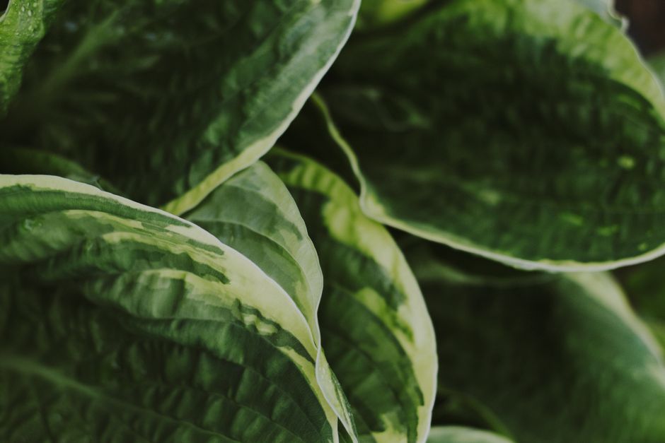 Detailed view of lush green leaves showcasing natural textures and patterns.