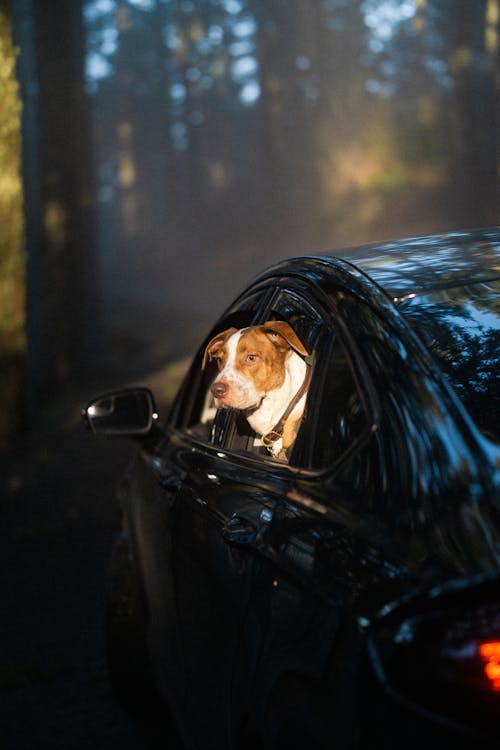 Free Brown and White Short Coated Dog in Black Car Stock Photo