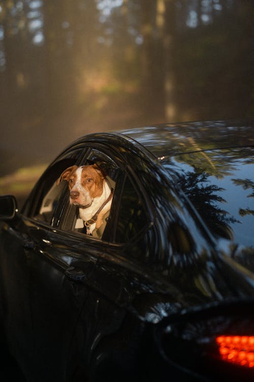 Free Brown and White Short Coated Dog in Black Car Stock Photo