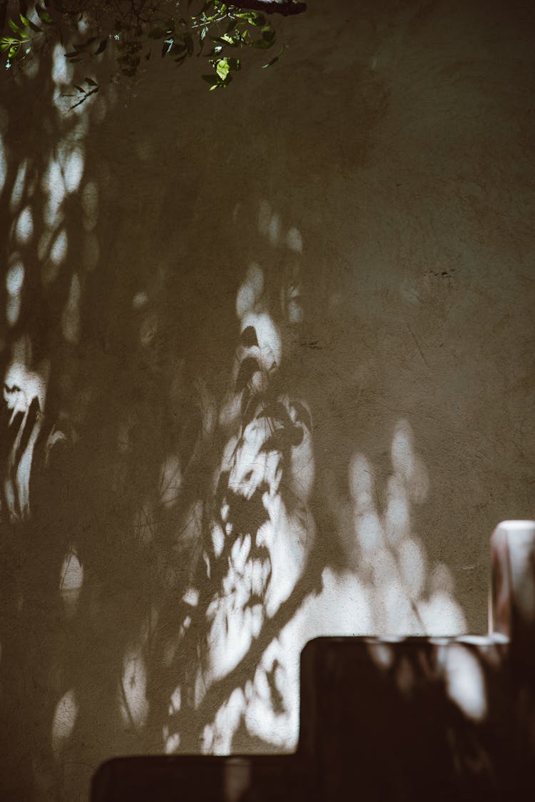 Shadow Of Leaves On A Wall 