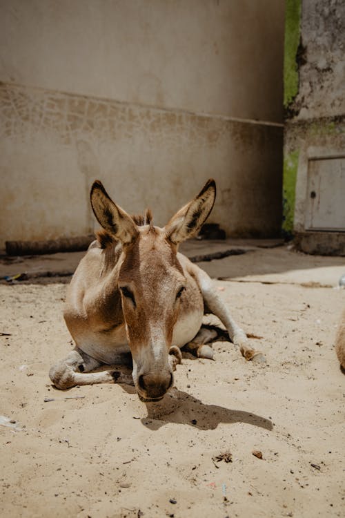 Foto profissional grátis de animal, areia, asno