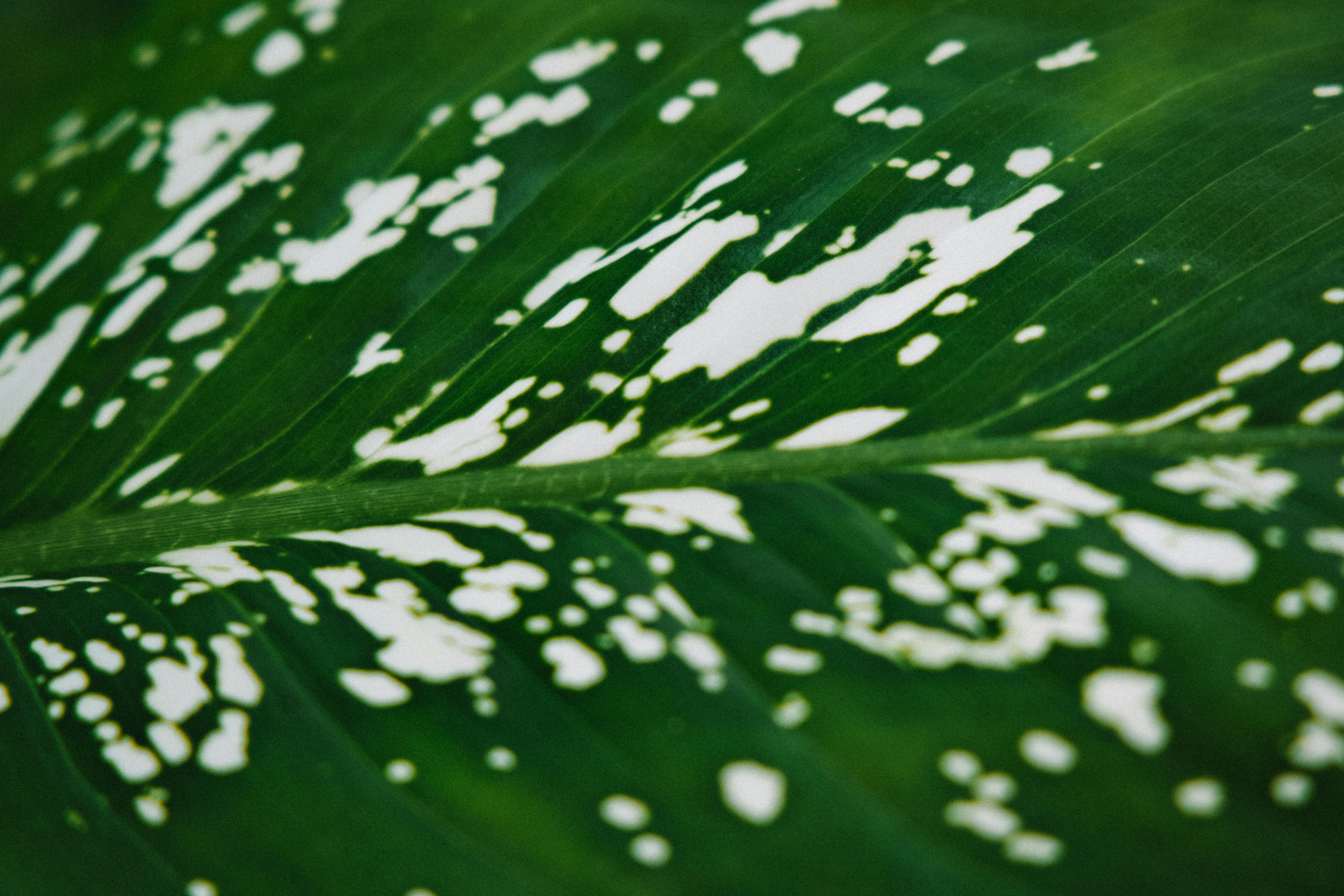 Green Leaf with White Spots · Free Stock Photo