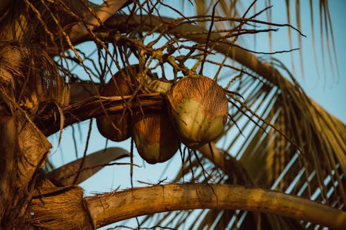 Ilmainen kuvapankkikuva tunnisteilla kookoshedelmät, kookospalmu, kuva alakulmasta