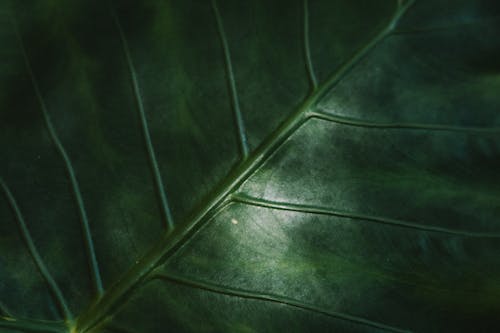Close-up Photo of Green Leaf