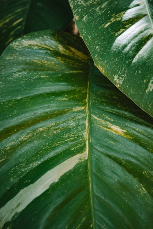 Close Up Photography of Green Leaves