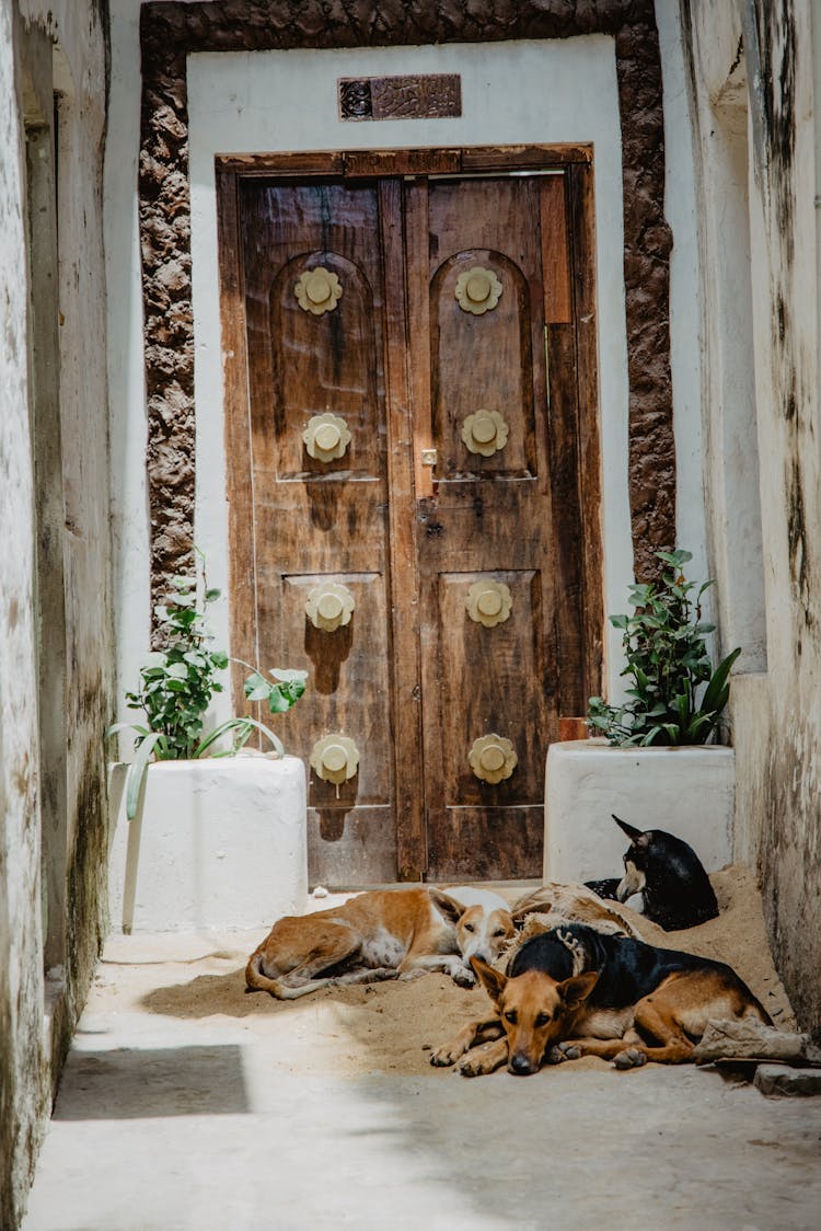 Dogs Lying Down On Floor Together