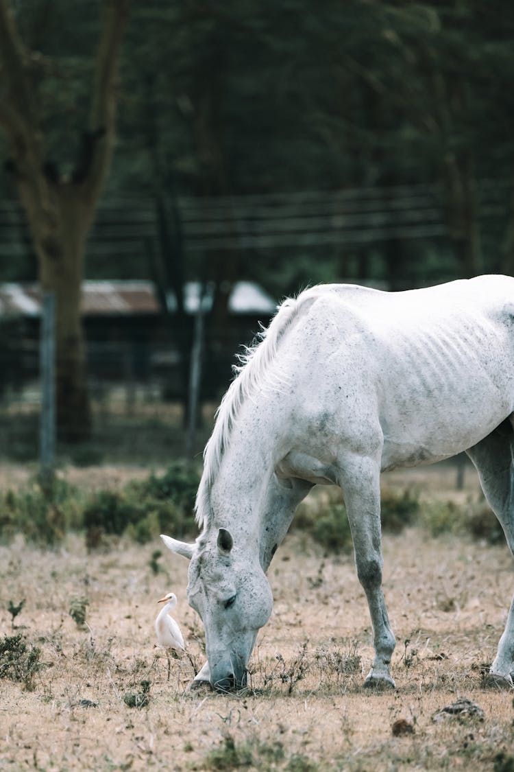 A White Horse Eating Grass