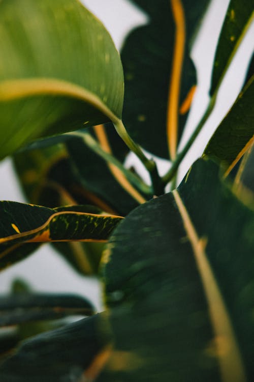 Foto profissional grátis de ecológico, fechar-se, folhas