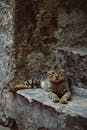 Brown Tabby Cat on Gray Concrete Wall