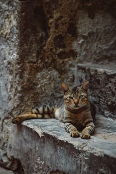 A serene tabby cat lounging on weathered concrete stairs, embodying calm and curiosity.