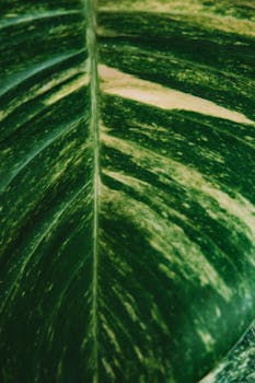 Detailed close-up of a variegated green leaf showcasing natural patterns and texture.