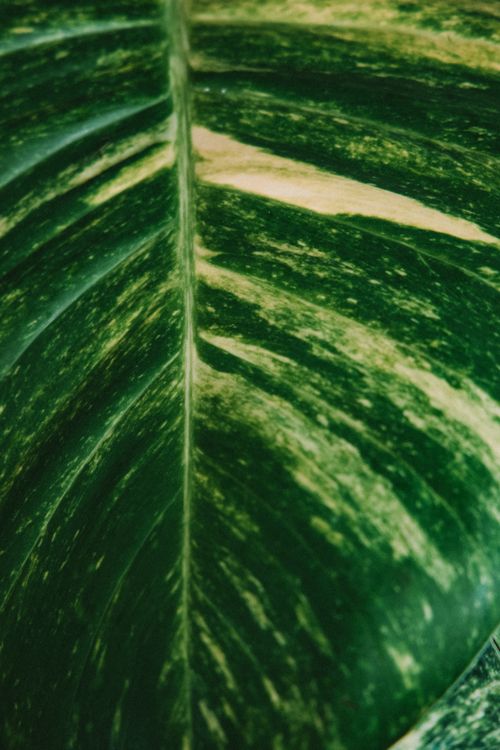 Free Detailed close-up of a variegated green leaf showcasing natural patterns and texture. Stock Photo