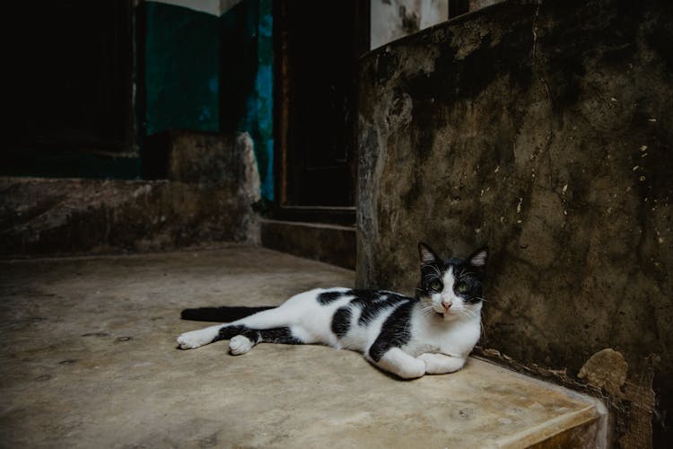 A Cat Lying Down On The Floor 