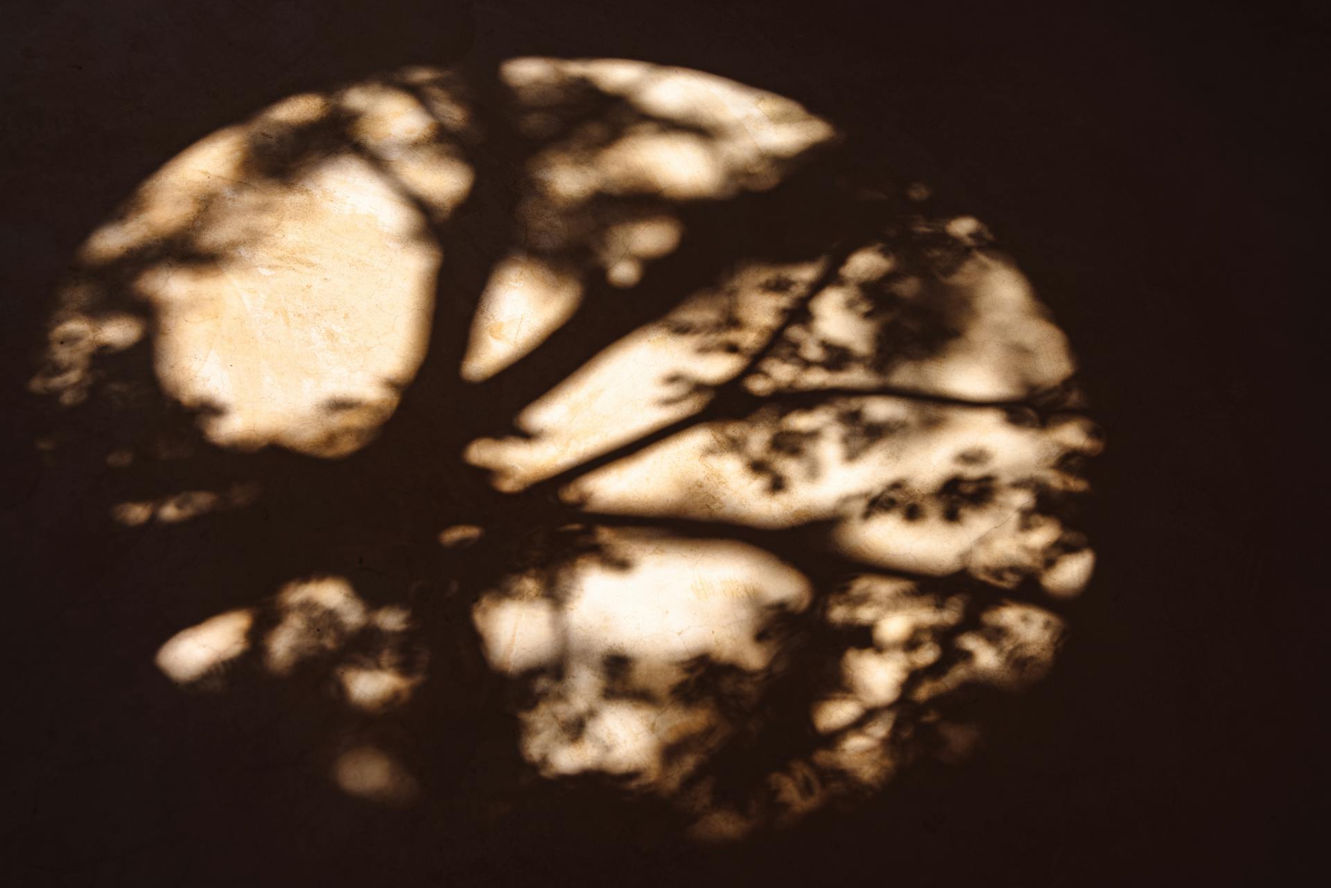 Branches Shadow in Circle