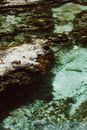 A serene view of clear, shallow seawater with seaweed and rocks.