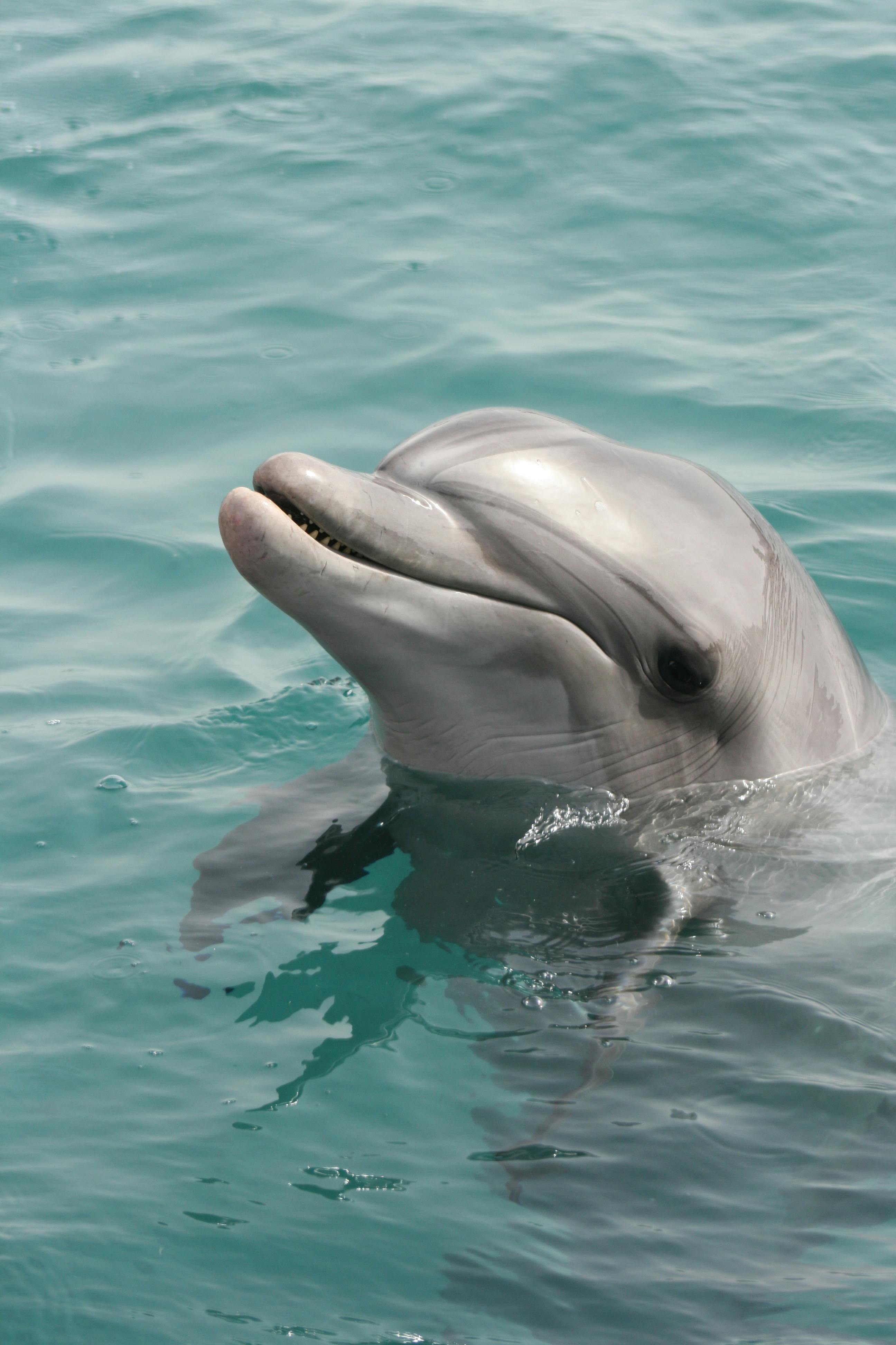 イルカ 動物 海洋動物の無料の写真素材
