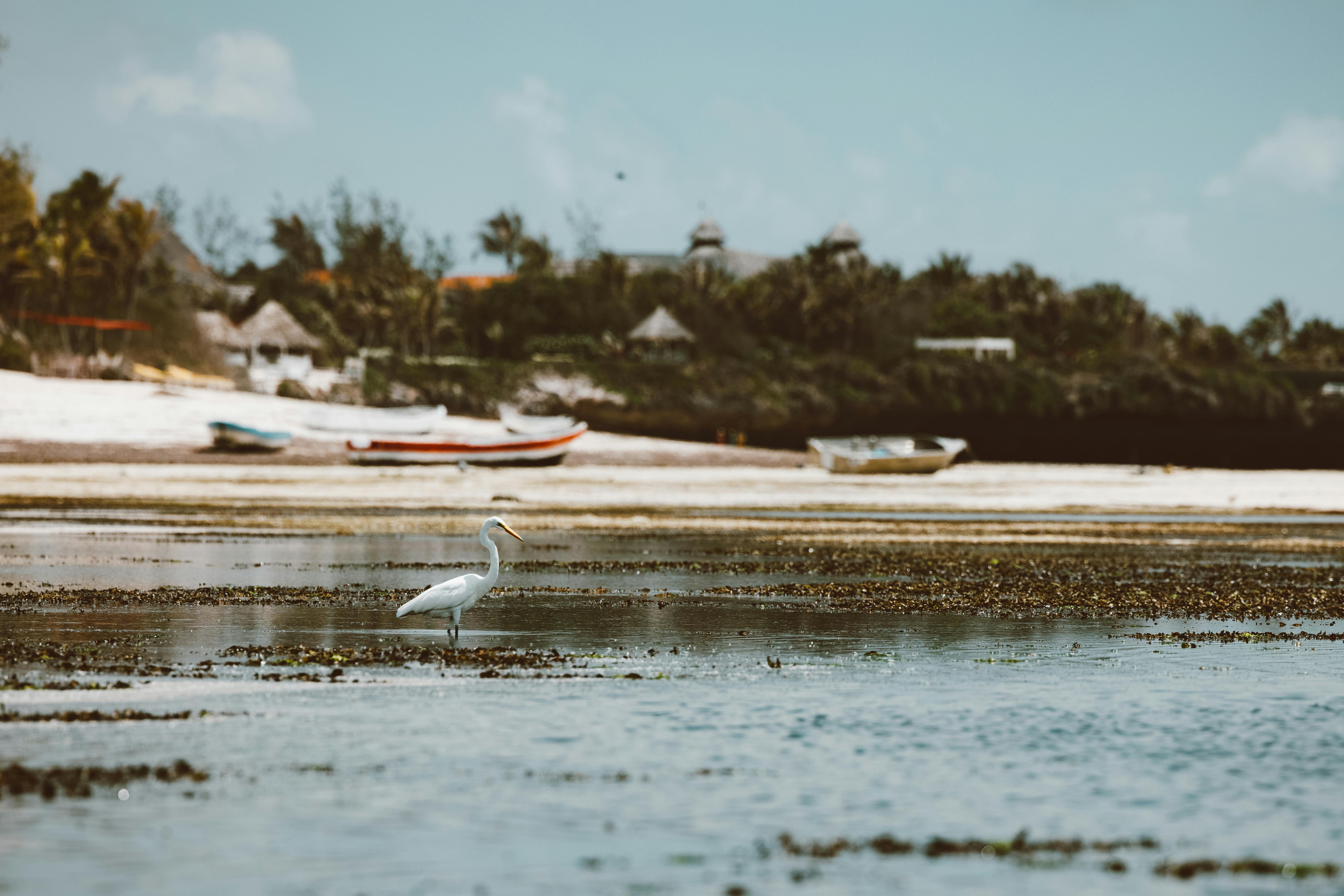 A serene beach view featuring a lone heron with boats and lush vegetation in the background.