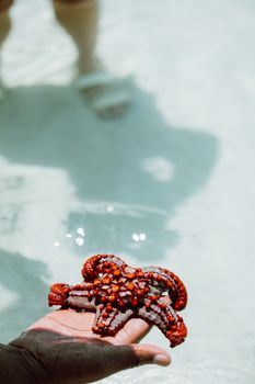 starfish photo