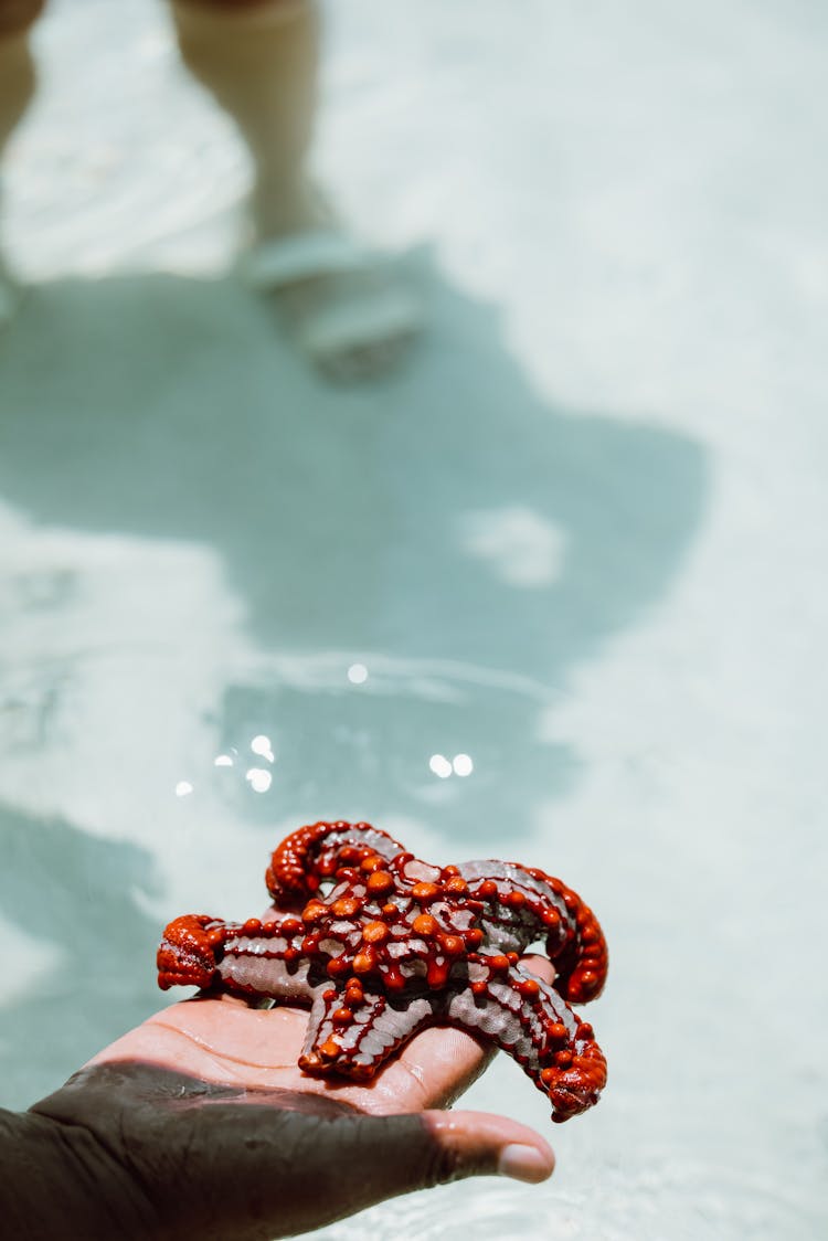 A Person Holding A Sea Star