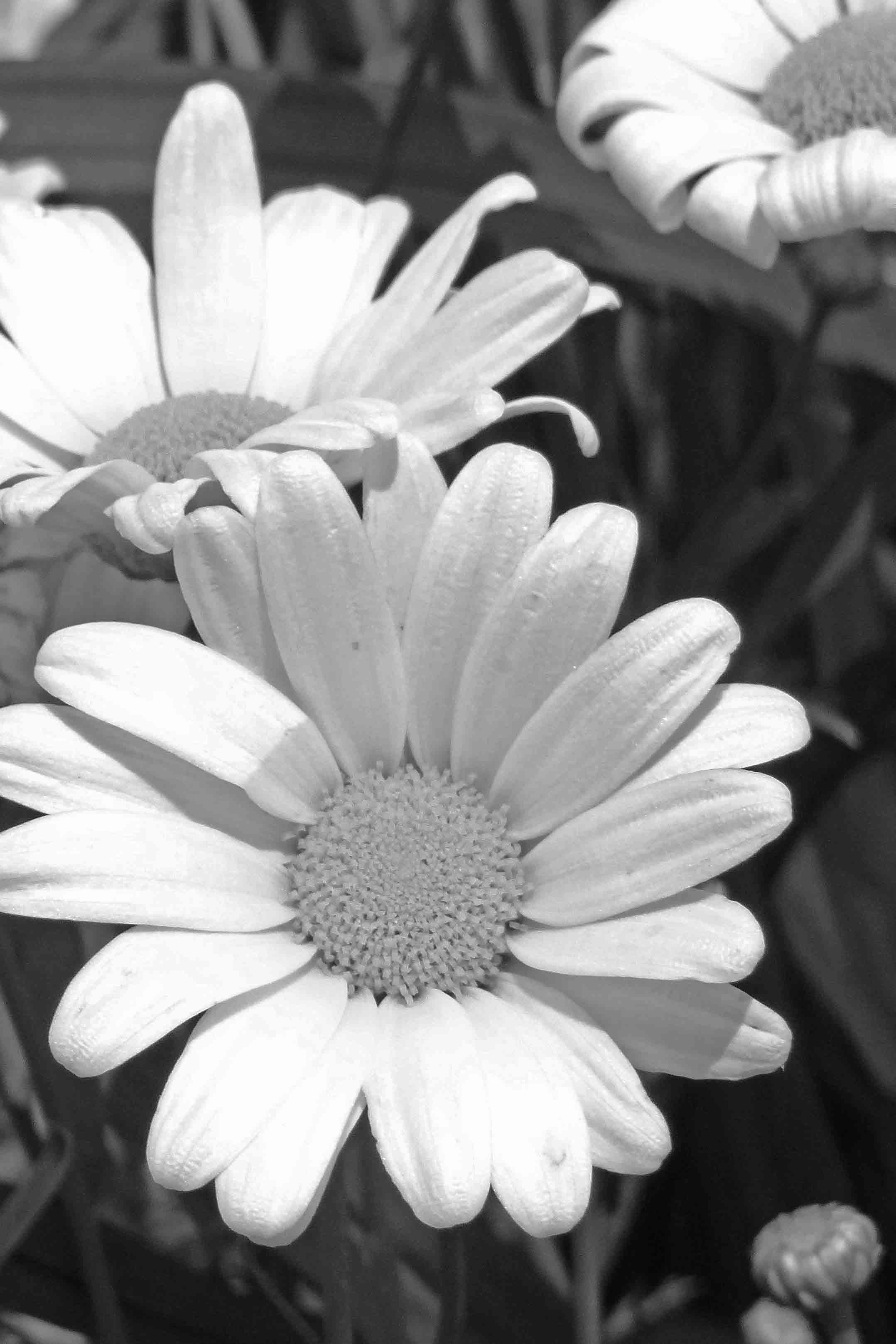 Free stock photo of black and white, daisy, flower
