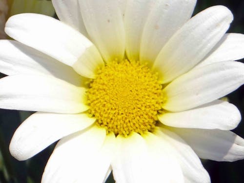 Free stock photo of daisy, flower