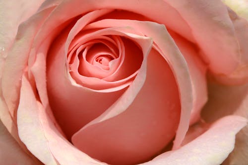 Beautiful Pink Rose in Close Up Photography