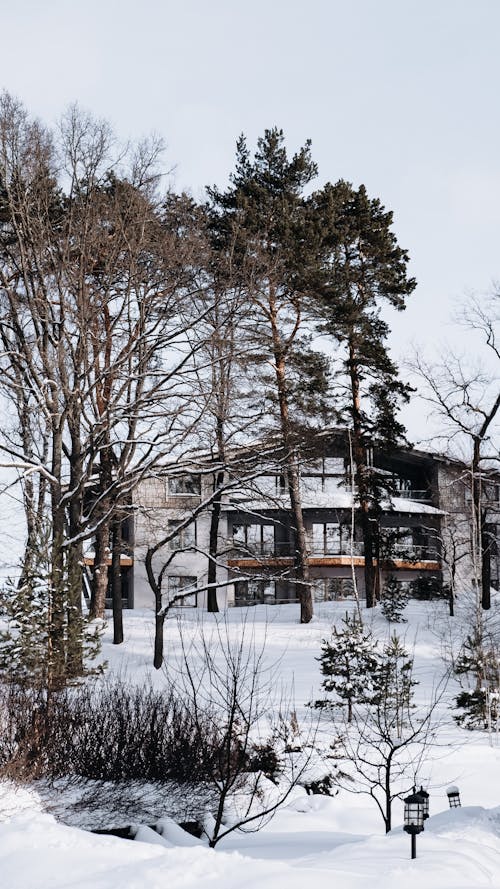 Foto d'estoc gratuïta de arbres, cobert de neu, edifici