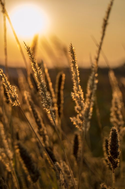 Free Stunning view of wheat field during sunrise, capturing warm sunlit details in South Africa. Stock Photo